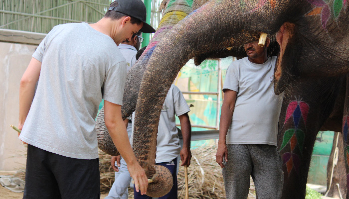 Elephant Feeding