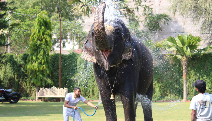 Elephant Painting